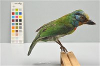 五色鳥藏品圖，第1張